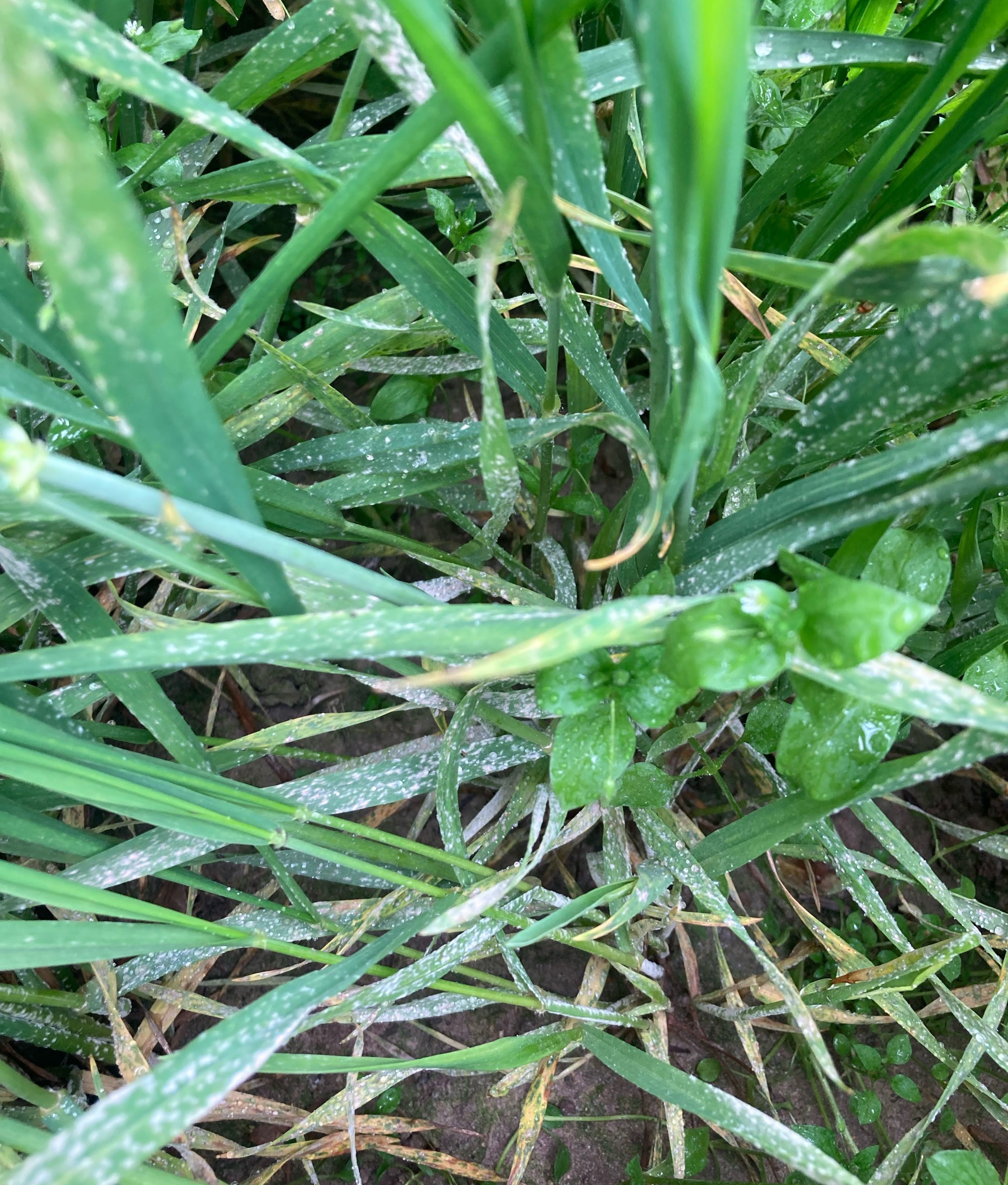 Heavy powdery mildew pressure on winter wheat.